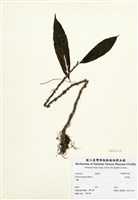 藏品(烏來麻)的圖片